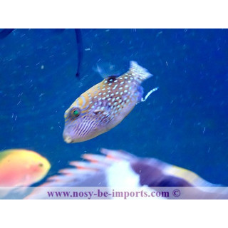 Canthigaster amboinensis