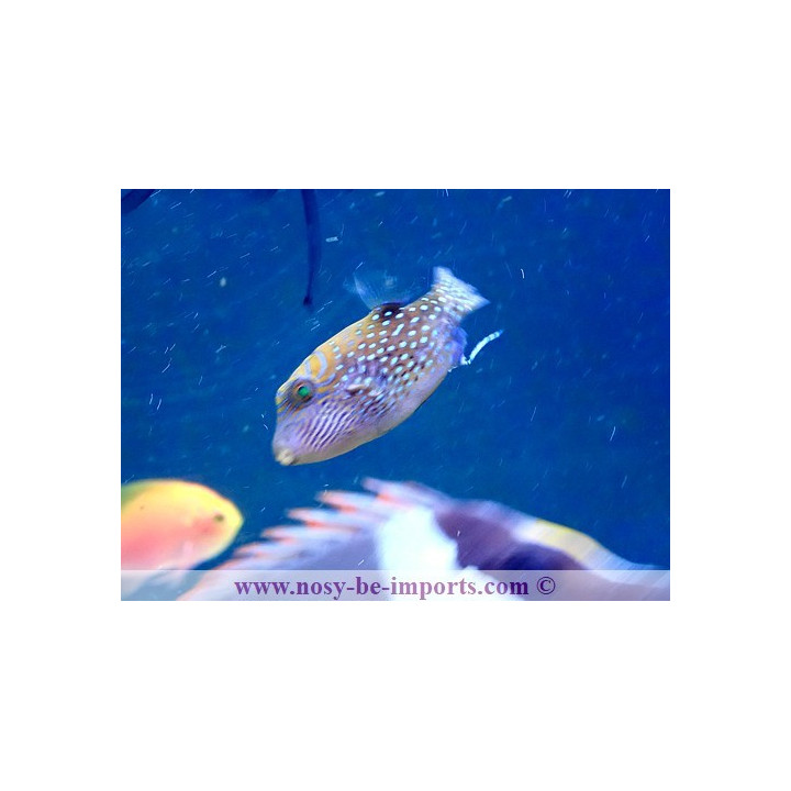 Canthigaster amboinensis