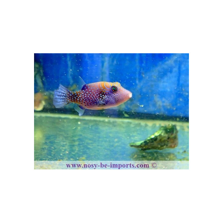 Canthigaster amboinensis