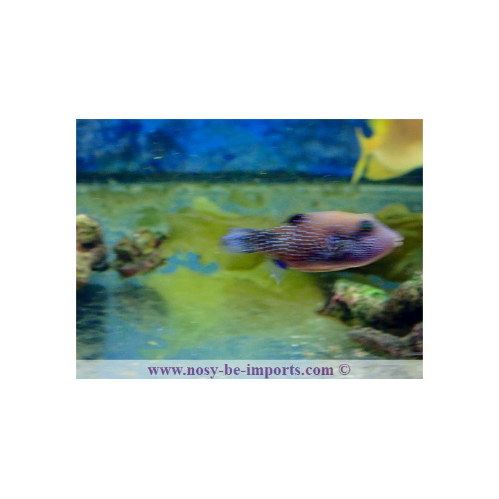 Canthigaster amboinensis