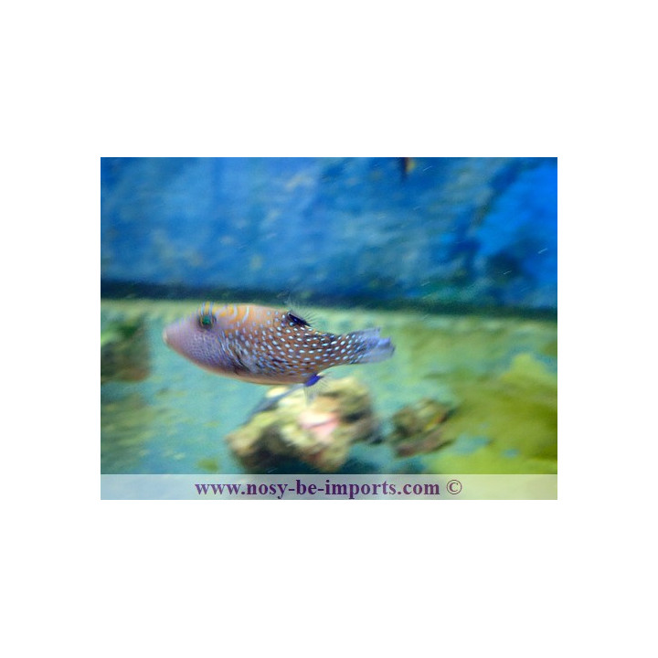 Canthigaster amboinensis