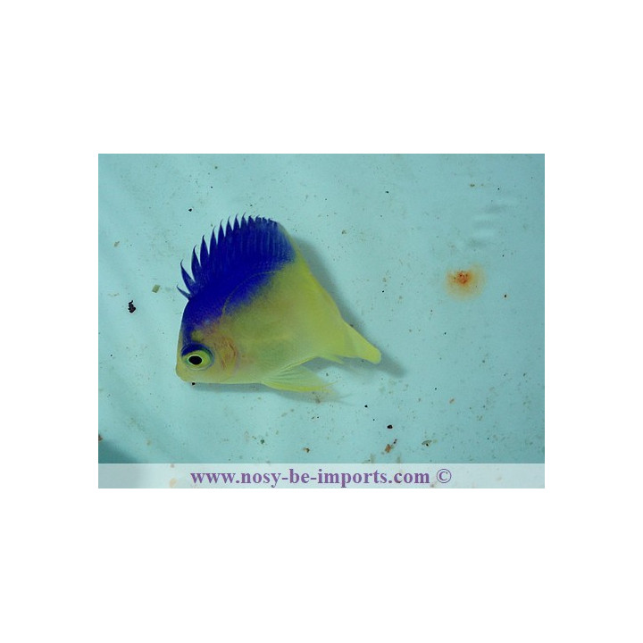 Centropyge colini ELEVAGE