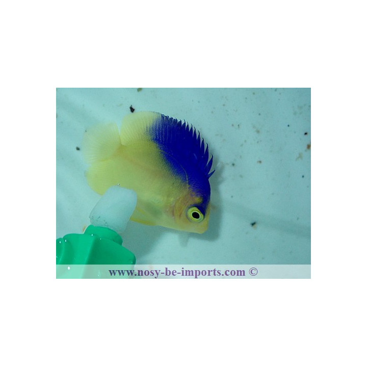 Centropyge colini ELEVAGE