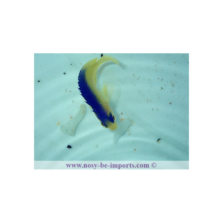 Centropyge colini ELEVAGE