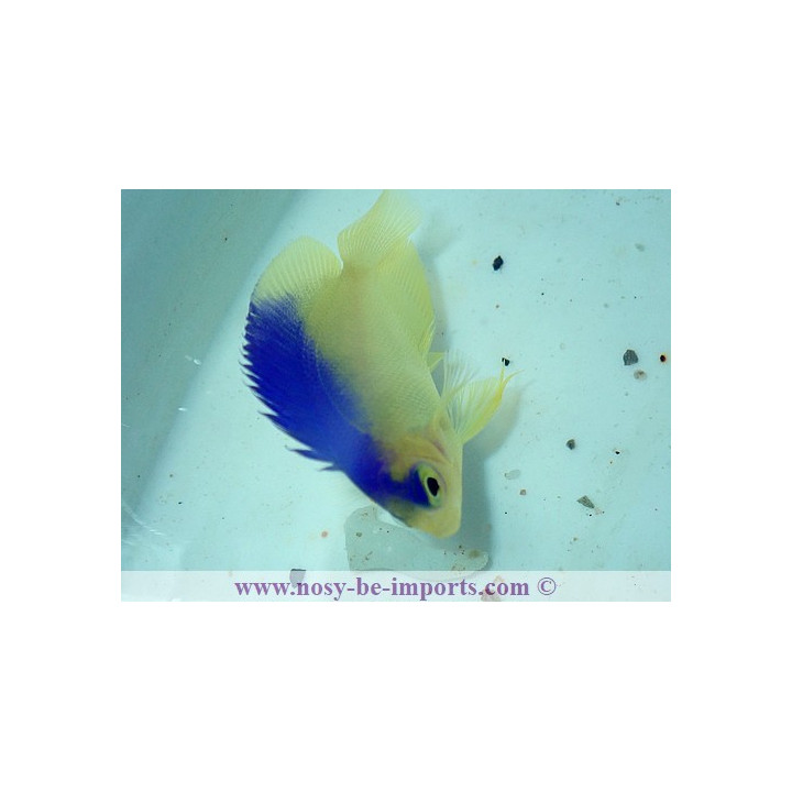 Centropyge colini ELEVAGE