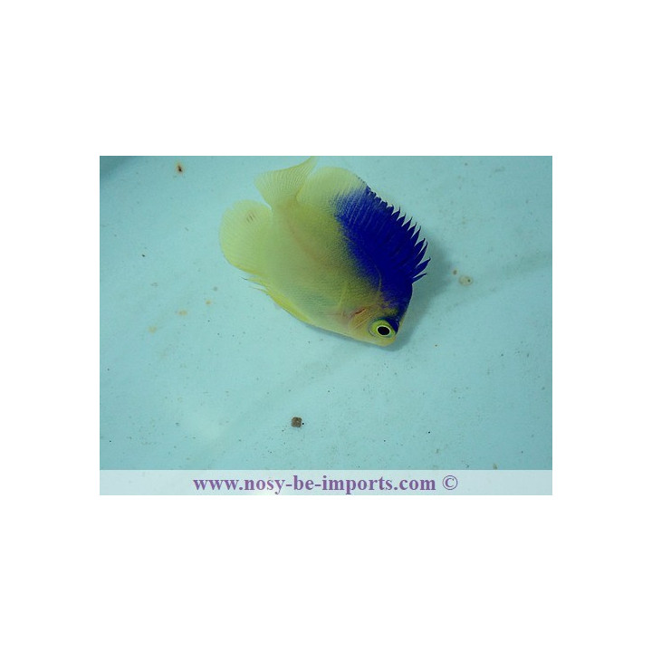 Centropyge colini ELEVAGE