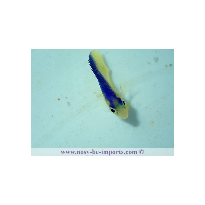 Centropyge colini ELEVAGE