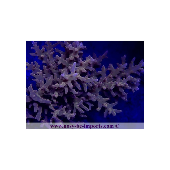 Acropora carduus WYSIWYG 20032021-1
