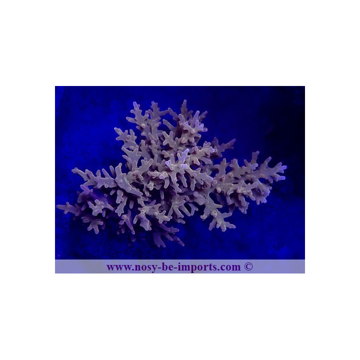Acropora carduus WYSIWYG 20032021-1