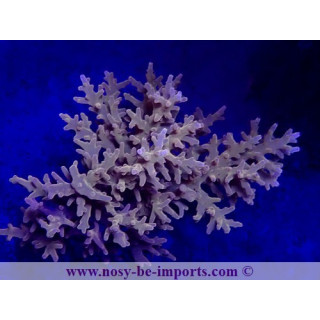 Acropora carduus WYSIWYG 20032021-1