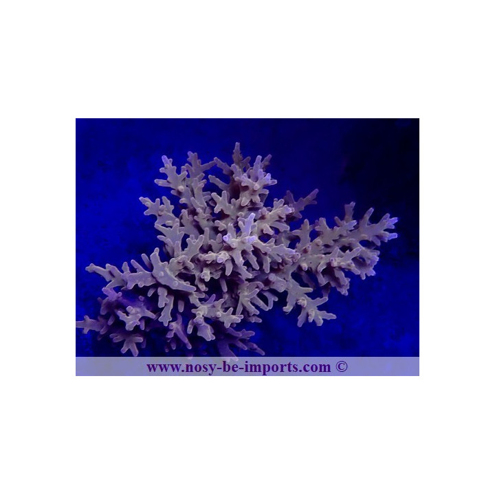 Acropora carduus WYSIWYG 20032021-1