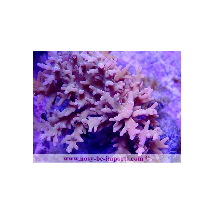 Acropora carduus WYSIWYG 20032021-1