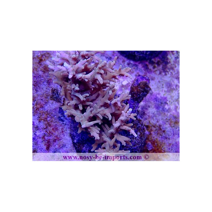 Acropora carduus WYSIWYG 20032021-1