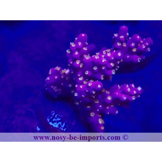 Acropora sp. USA WYSIWYG 20032021-2