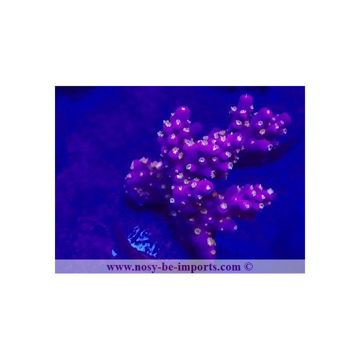 Acropora sp. USA WYSIWYG 20032021-2