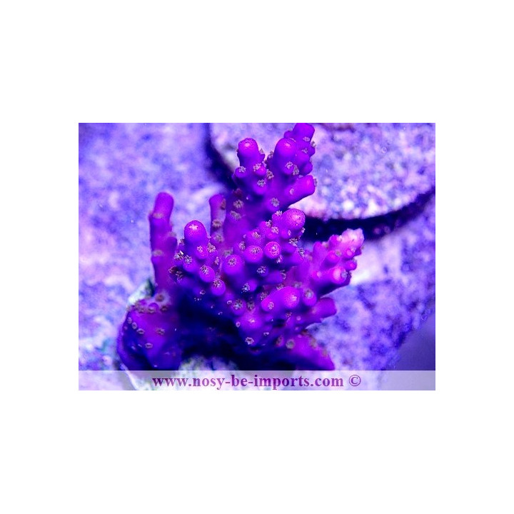Acropora sp. USA WYSIWYG 20032021-2