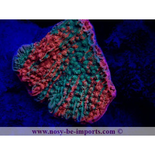 Montipora capricornis grafted WYSIWYG 20032021-3