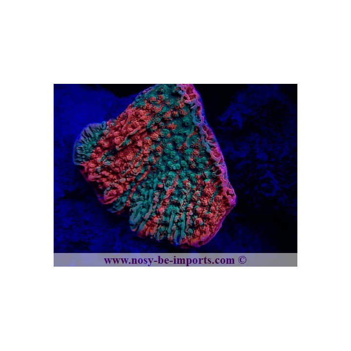 Montipora capricornis grafted WYSIWYG 20032021-3