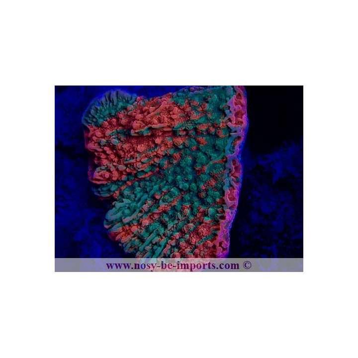 Montipora capricornis grafted WYSIWYG 20032021-3