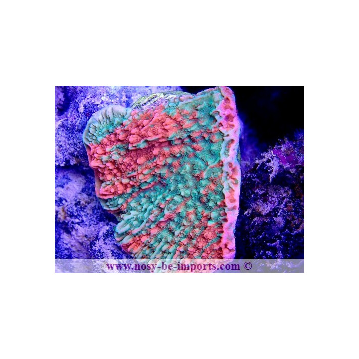 Montipora capricornis grafted WYSIWYG 20032021-3