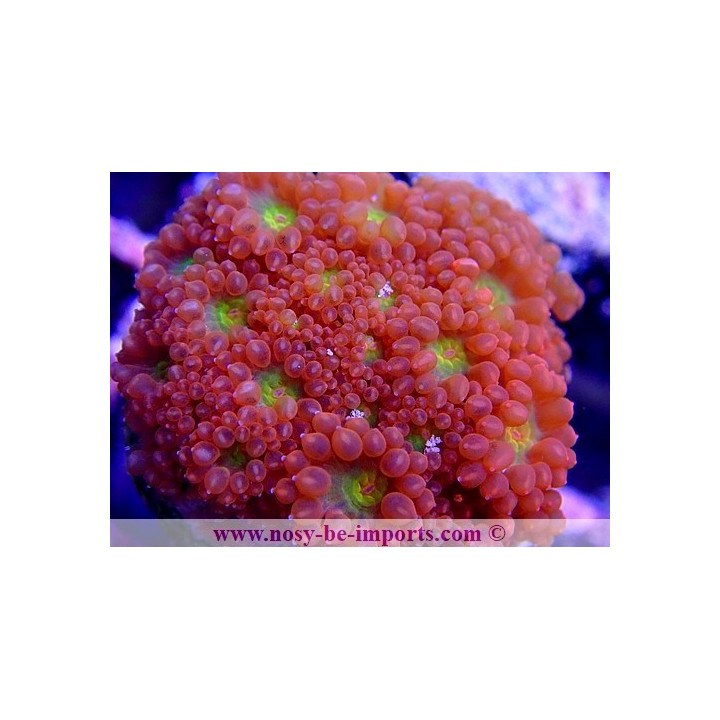 Goniopora sp. WYSIWYG 20032021-6