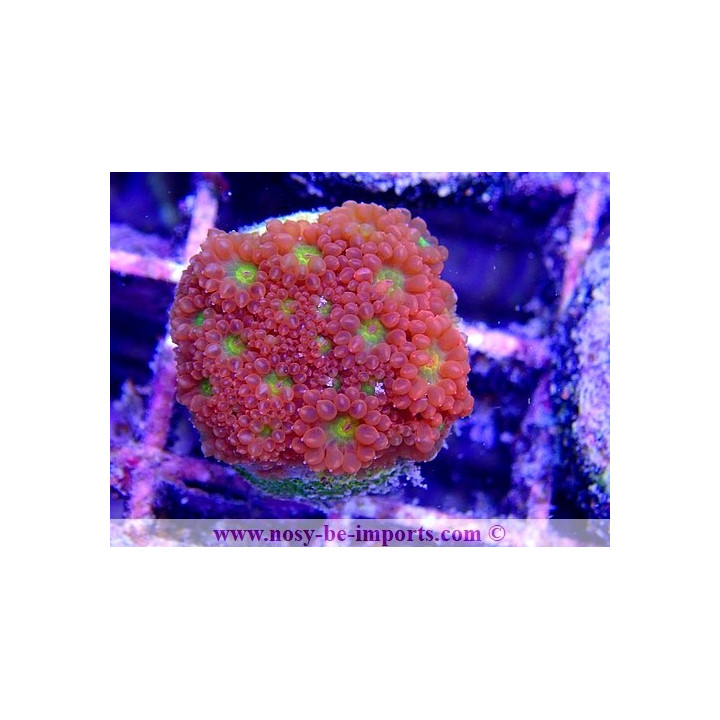 Goniopora sp. WYSIWYG 20032021-6