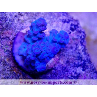 Acropora tenuis USA WYSIWYG 20032021-7
