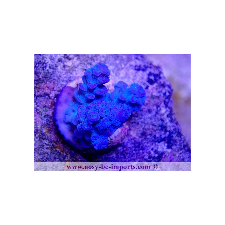 Acropora tenuis USA WYSIWYG 20032021-7
