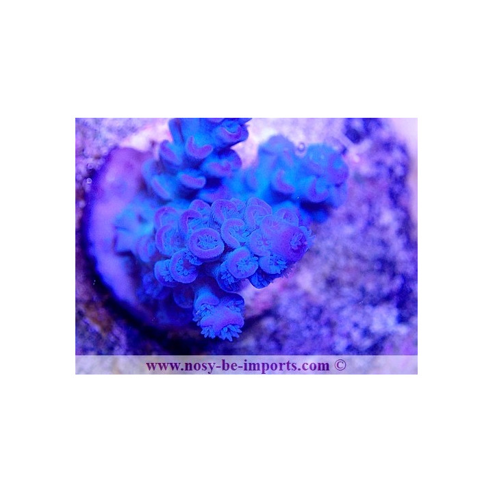 Acropora tenuis USA WYSIWYG 20032021-7