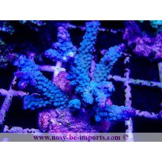 Acropora hoeksemai