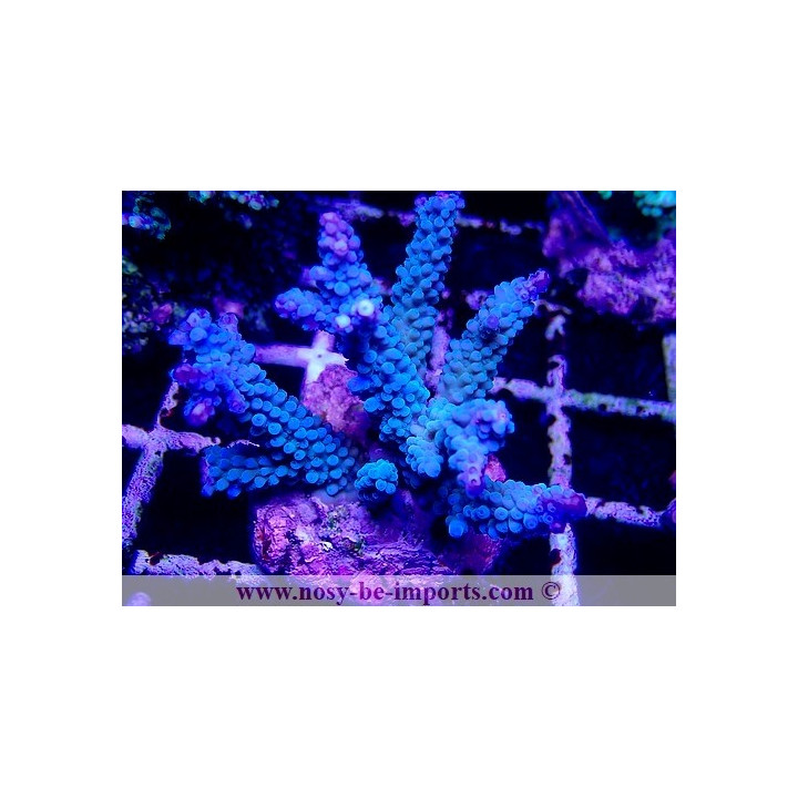 Acropora hoeksemai