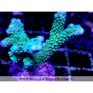 Acropora hoeksemai WYSIWYG 20032021-9