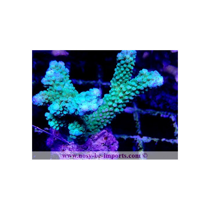 Acropora hoeksemai WYSIWYG 20032021-9