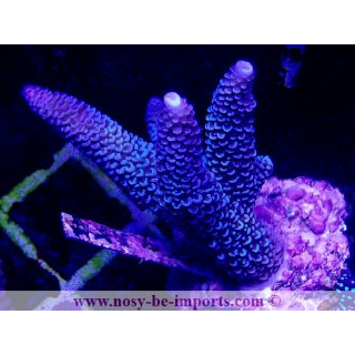 Acropora sp. WYSIWYG 20032021-11