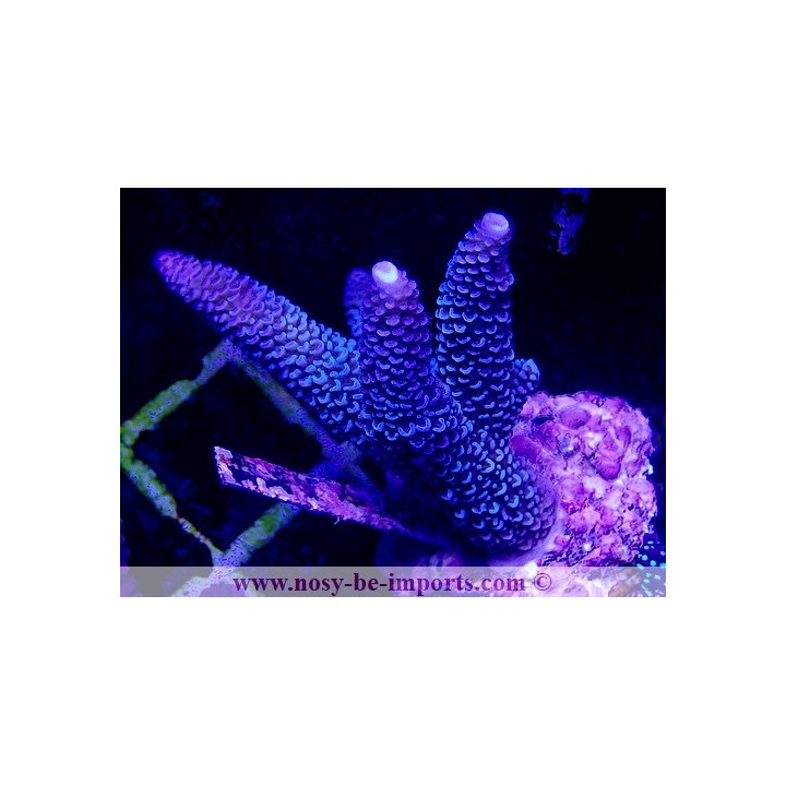 Acropora sp. WYSIWYG 20032021-11