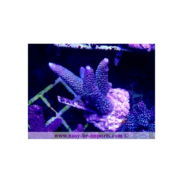 Acropora sp. WYSIWYG 20032021-11
