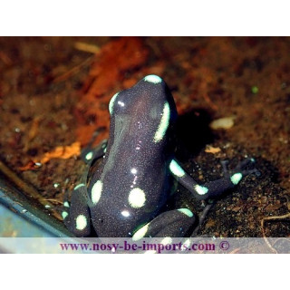 Dendrobates auratus Ancon Hill