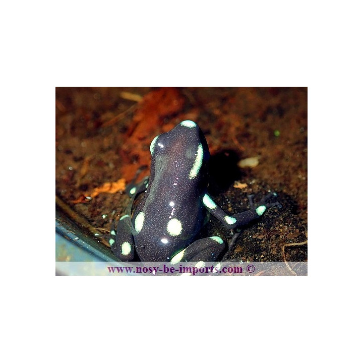 Dendrobates auratus Ancon Hill