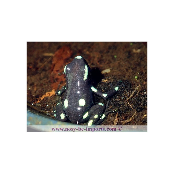 Dendrobates auratus Ancon Hill
