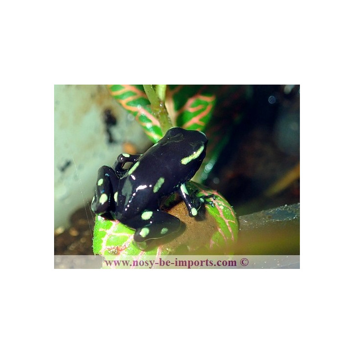Dendrobates auratus Ancon Hill