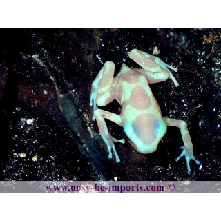 Dendrobates auratus albinos