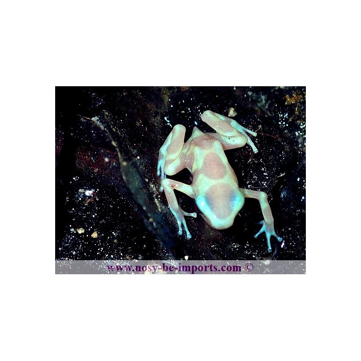 Dendrobates auratus albinos