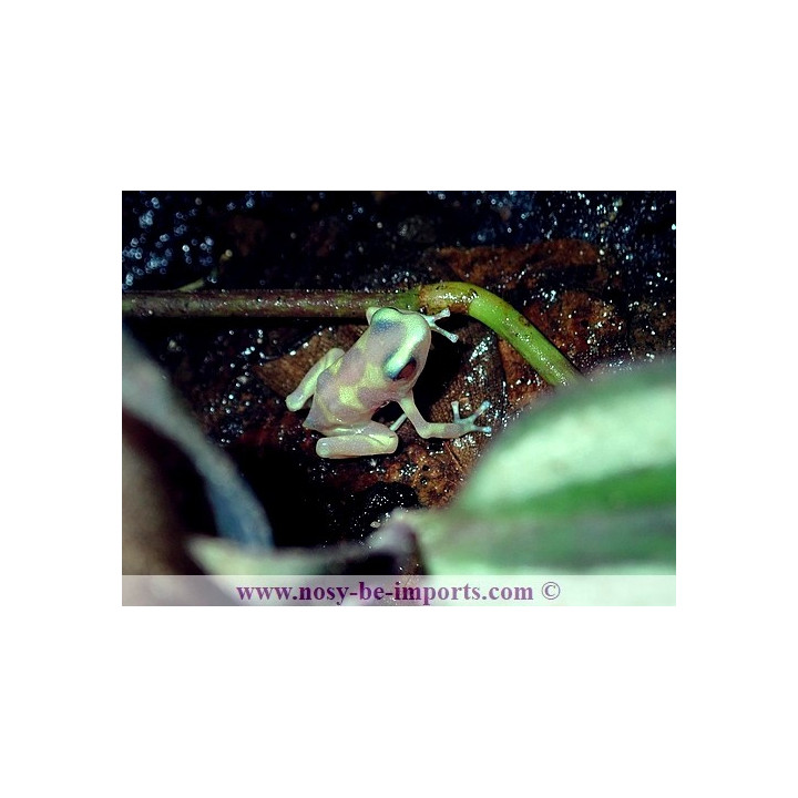 Dendrobates auratus albinos