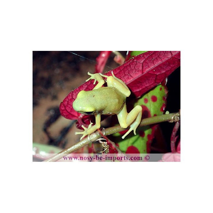 Dendrobates auratus El Oro