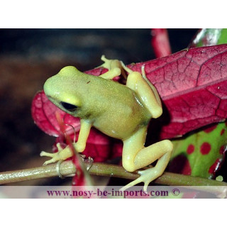 Dendrobates auratus El Oro