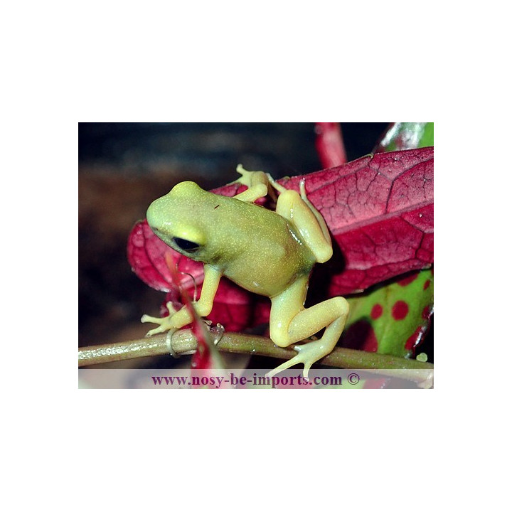 Dendrobates auratus El Oro