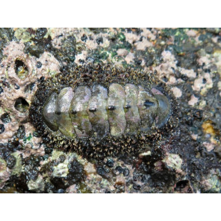 Acanthopleura gemmata