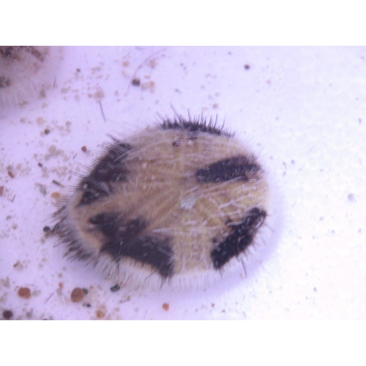Metalia sternalis - oursin des sables - aquarium eau de mer