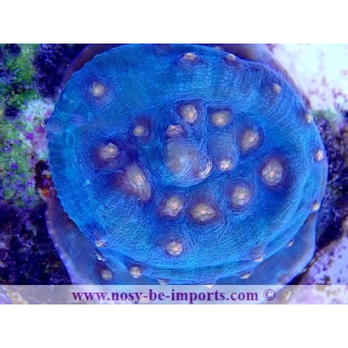 Mycedium robokaki WYSIWYG 01052021-4