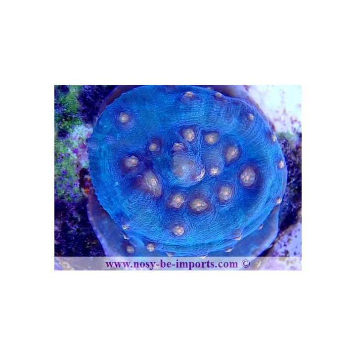 Mycedium robokaki WYSIWYG 01052021-4